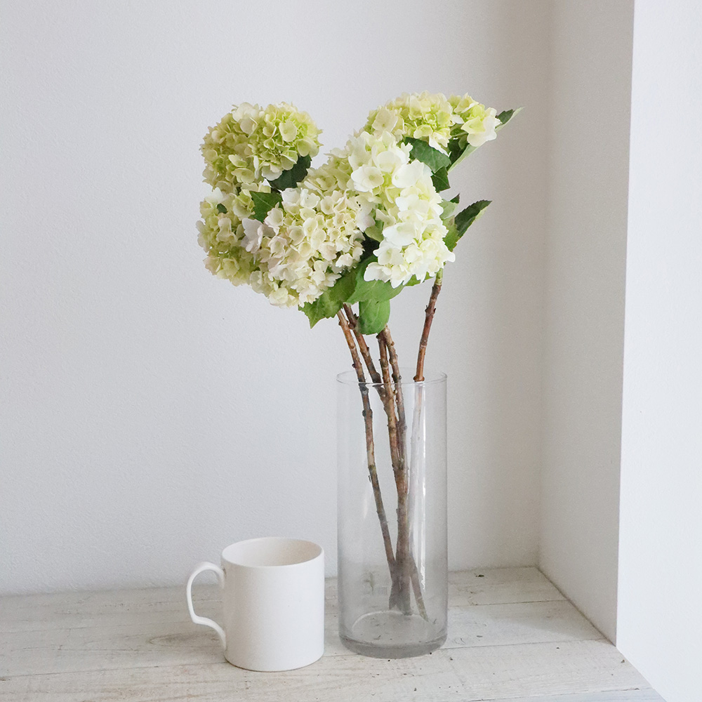 生花 期間限定 大島の小玉アジサイ 白 30cm 1本に一輪つき Ot 通販 はなどんやアソシエ 生花 期間限定 大島の小玉アジサイ 白 30cm 1本に一輪つき Ot 通販 はなどんやアソシエ