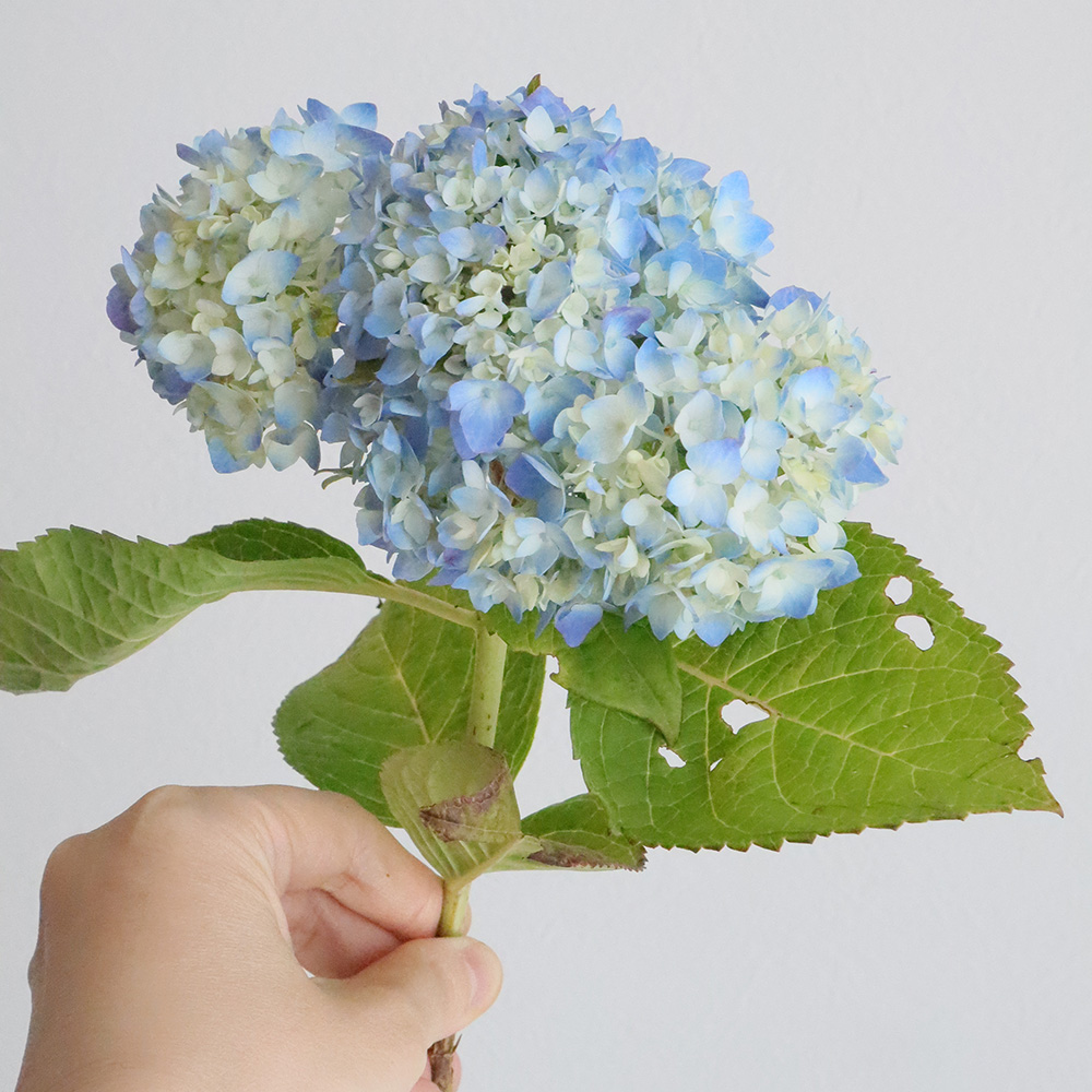 直前 期間限定 大島のアジサイ 青 30cm 1本に一輪つき 生花 通販 はなどんやアソシエ 直前 期間限定 大島のアジサイ 青 30cm 1本に一輪つき 生花 通販 はなどんやアソシエ