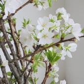 08直前FJ】大島桜(90cm程度) - 花材通販はなどんやアソシエ