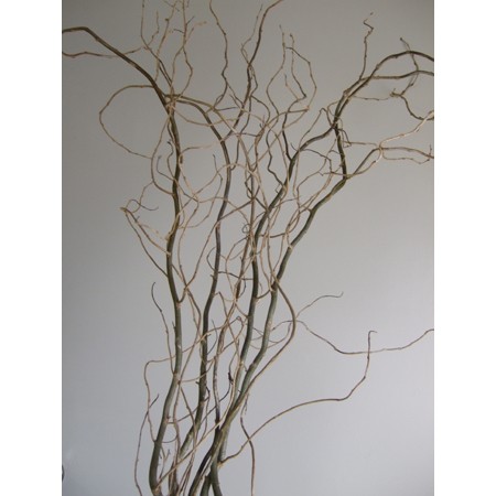 【直前!】雲竜柳　70cm程度 日本草花園 【生花】