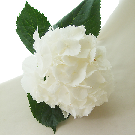 生花 青木園芸さんのアジサイ トゥルーホワイト 中サイズ フレッシュ W 001 通販 はなどんやアソシエ