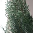 【生花】長作園のコニファー　コルムナリス(ブルーグリーン平葉)