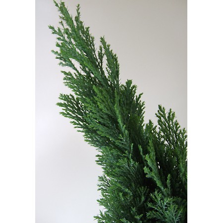 直前1005 生花 5本売り長作園のコニファー シルバースター ブルーグリーン 14入荷なし 通販 はなどんやアソシエ