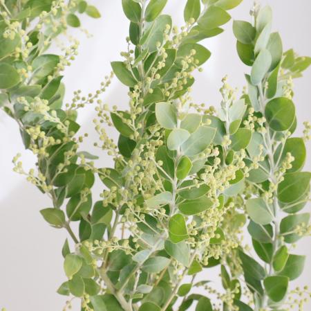 直前!!】パールアカシア(70cm・スプレー)※花なし【OT】 - 花材通販は