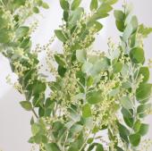 生花】パールアカシア 70cm※花なし【OT】 - 花材通販はなどんやアソシエ