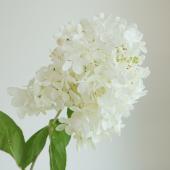 直前!】ピラミッドアジサイ ミナヅキホワイト 60cm 北空知【生花