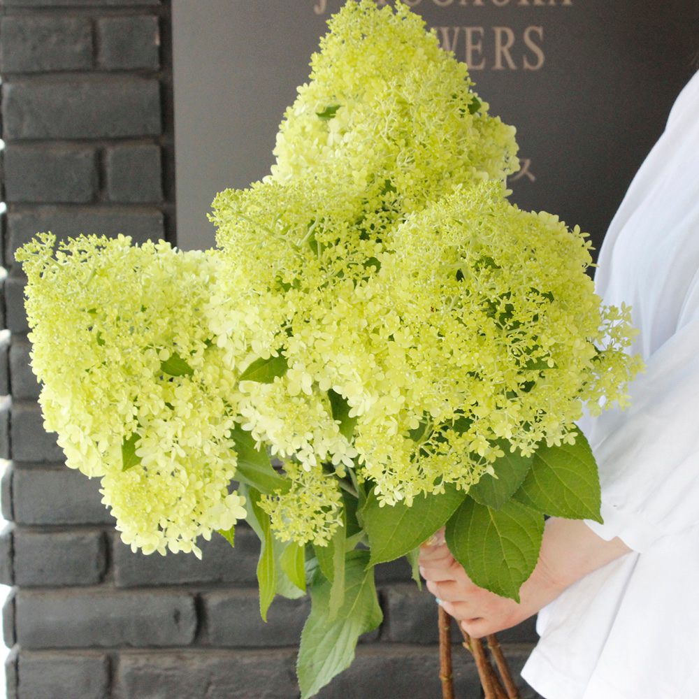 直前 松浦さんのピラミッドアジサイ ミナヅキ フレッシュ グリーン 生花 通販 はなどんやアソシエ 直前 松浦さんのピラミッドアジサイ ミナヅキ フレッシュ グリーン 生花 通販 はなどんやアソシエ