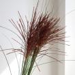 【直前!】赤穂ススキ穂付き　70cm程度　日本草花園【生花】
