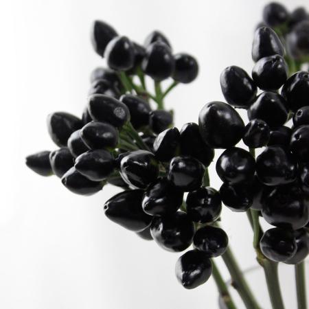 【直前!】コニカルブラック　30cm程度