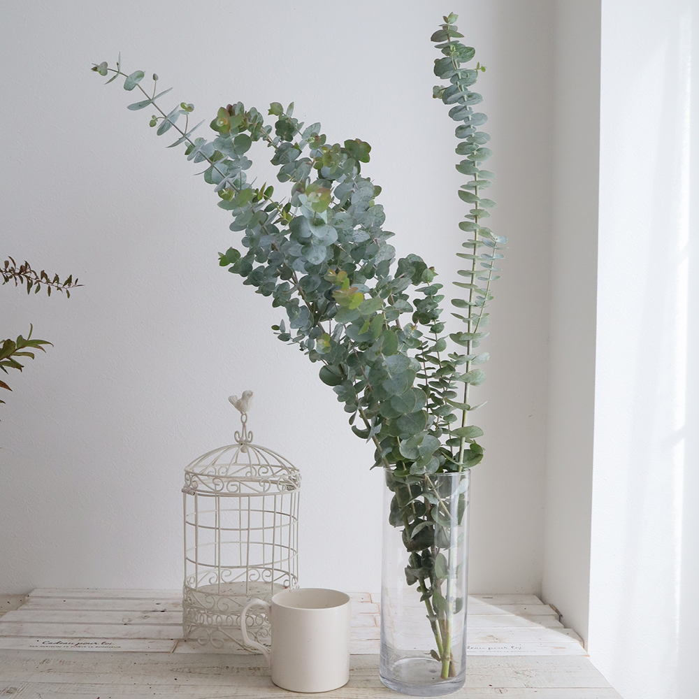 生花 国産 丸葉ユーカリ銀世界 スプレータイプ80cm 早締切 通販 はなどんやアソシエ 生花 国産 丸葉ユーカリ銀世界 スプレータイプ80cm 早締切 通販 はなどんやアソシエ