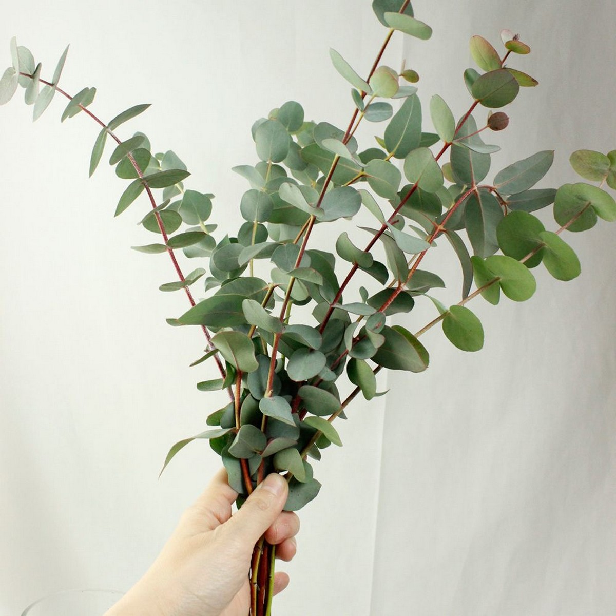 08直前!】丸葉ユーカリ 銀世界 60cm程度 新潟県 ※枝分かれなし【生花