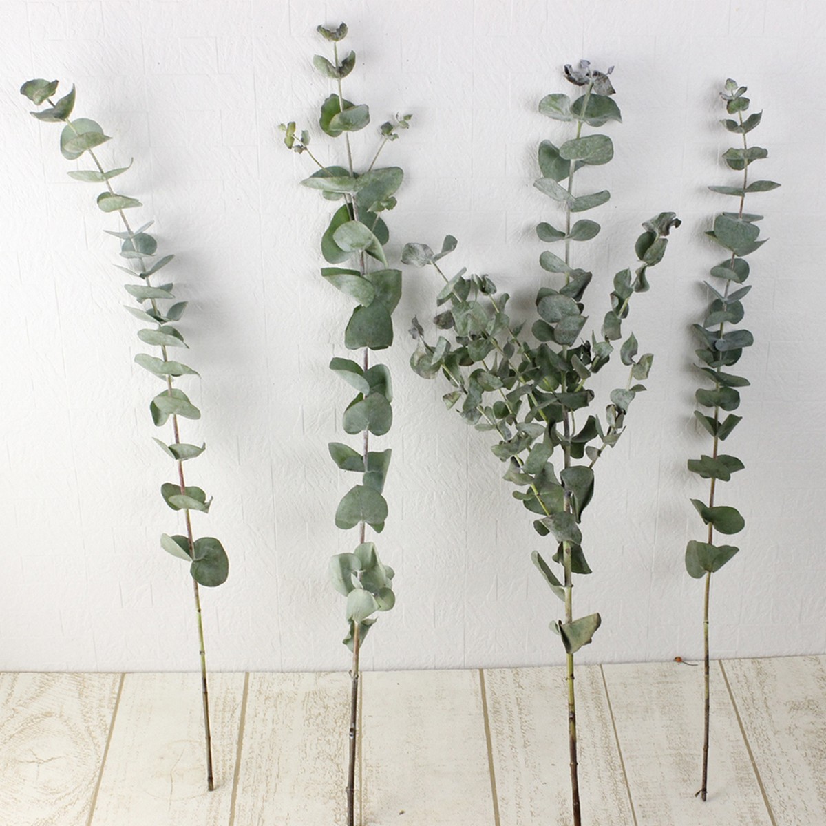 08直前!】丸葉ユーカリ 銀世界 60cm程度 新潟県 ※枝分かれなし【生花