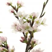 【生花】東海桜（1m程度・1束5～7本程度）ふくしま未来農協【OT】