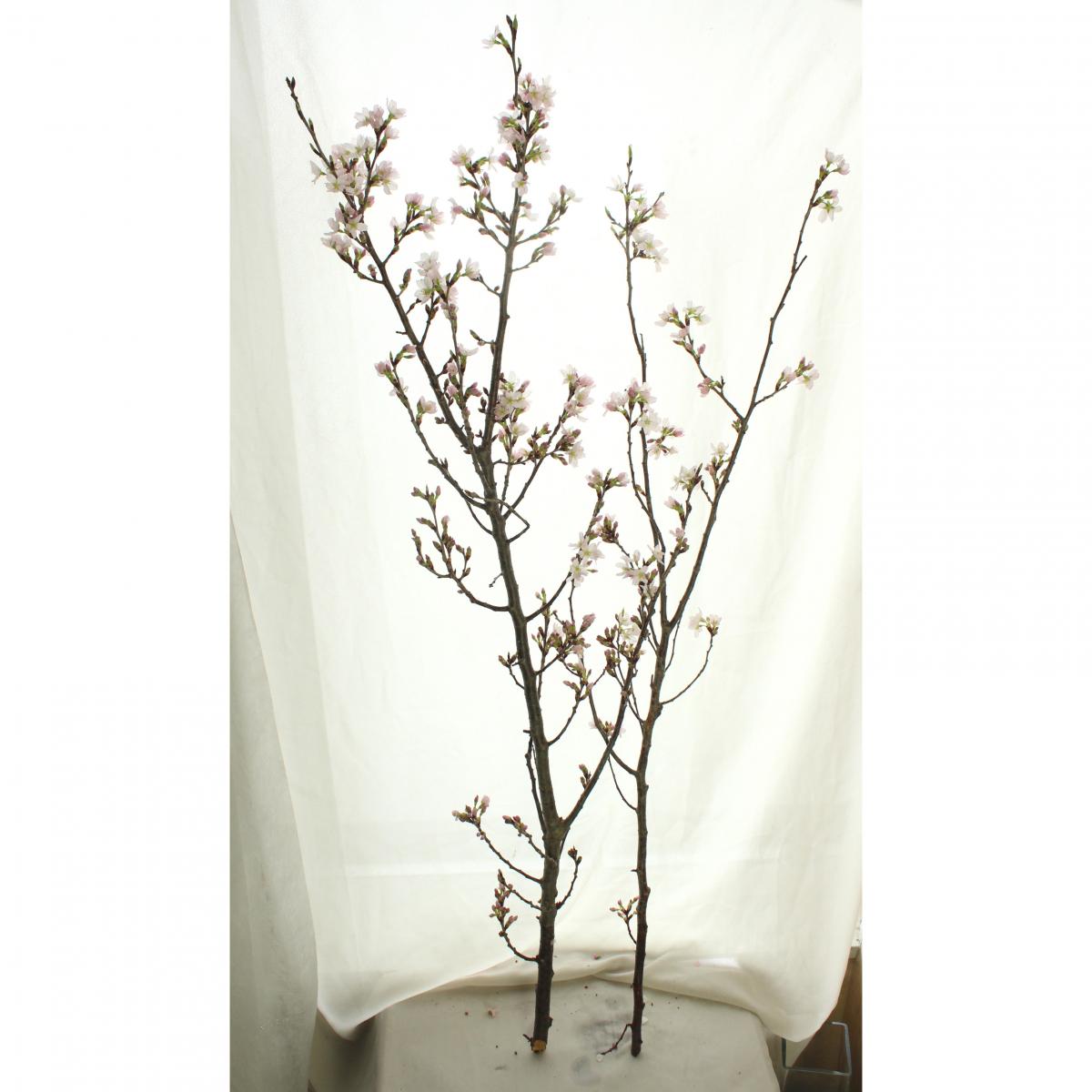 生花 東海桜 1m程度 1束5 7本程度 ふくしま未来農協ほか Ita 通販 はなどんやアソシエ 生花 東海桜 1m程度 1束5 7本程度 ふくしま未来農協ほか Ita 通販 はなどんやアソシエ