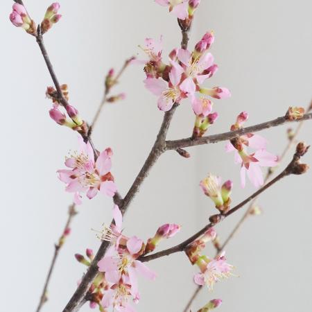 【生花】おかめ桜　60cm程度　茨城県　日本草花園【OT】