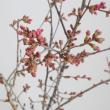【生花】おかめ桜　60cm程度　茨城県　日本草花園【OT】