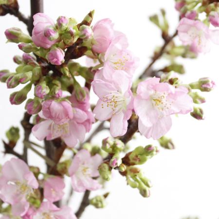 【生花】河津桜(80cm程度)