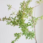 【生花】葉レンギョウ（枝もの）　100ｃｍ程度　【OT】