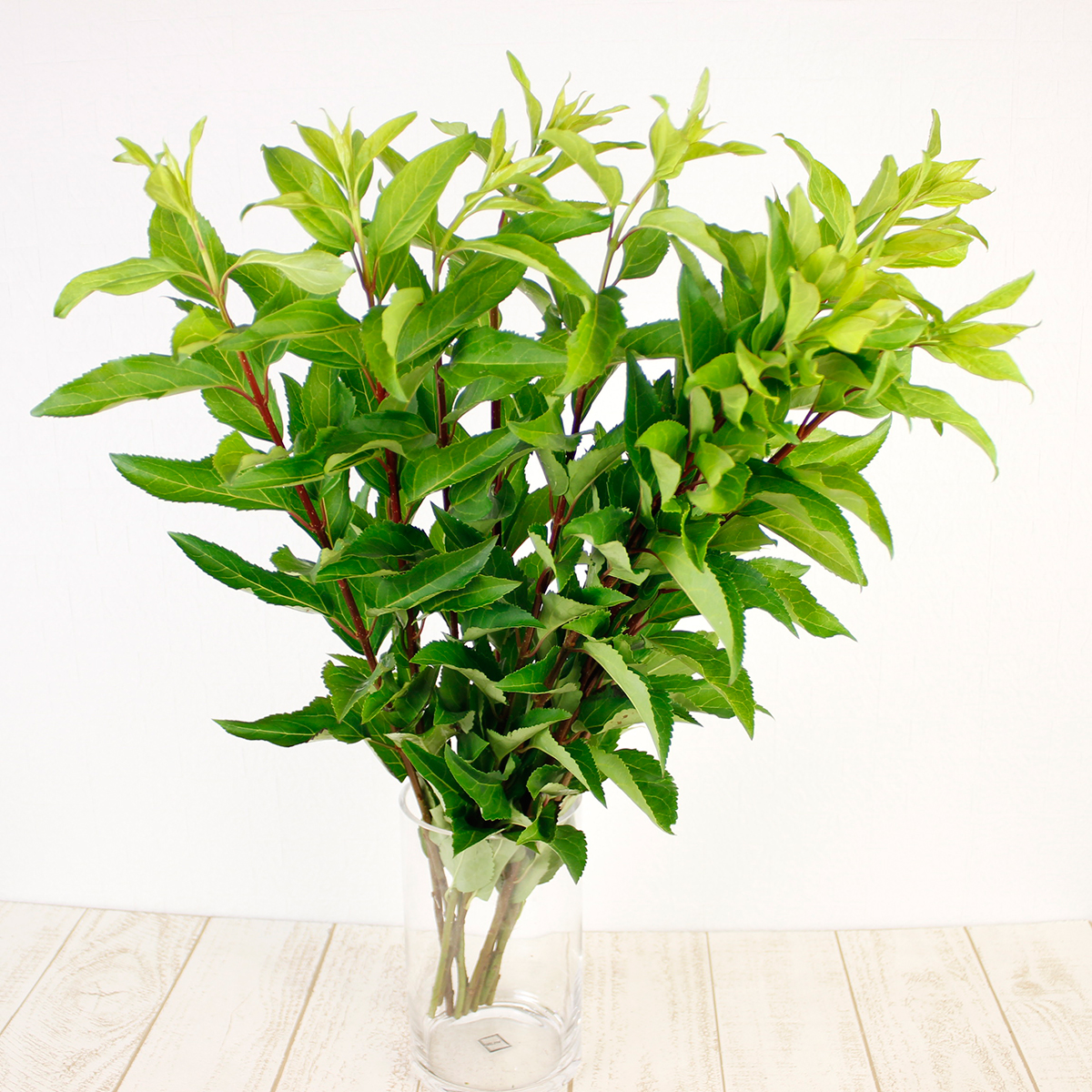 直前 葉レンギョウ 約80cm 通販 はなどんやアソシエ 直前 葉レンギョウ 約80cm 通販 はなどんやアソシエ