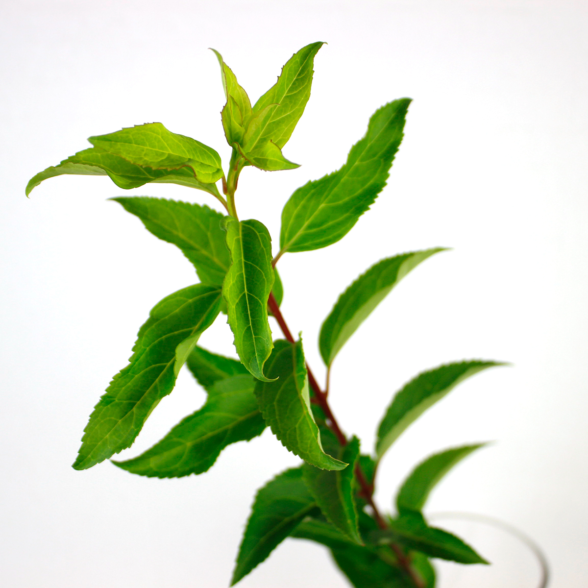 直前 葉レンギョウ 約80cm 通販 はなどんやアソシエ 直前 葉レンギョウ 約80cm 通販 はなどんやアソシエ