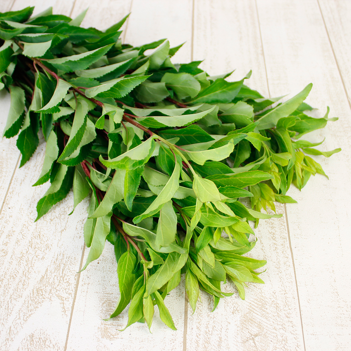 直前 葉レンギョウ 約80cm 通販 はなどんやアソシエ 直前 葉レンギョウ 約80cm 通販 はなどんやアソシエ