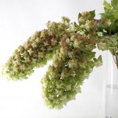 生花】柏葉アジサイ(アンティーク)50〜70cm 日本草花園【OT】 - 花材