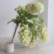【08直前FJ】【生花】柏葉アジサイ(秋色系)60CM-　日本草花園【OT】