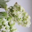 【08直前FJ】【生花】柏葉アジサイ(秋色系)60CM-　日本草花園【OT】