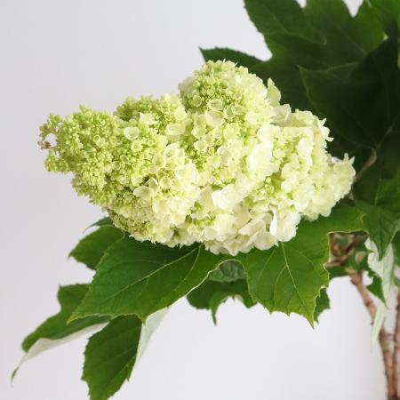 【08直前FJ】カシワバアジサイ　(八重白)60cm 花福【生花】
