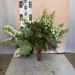 【08直前FJ】カシワバアジサイ　(八重白)60cm 花福【生花】