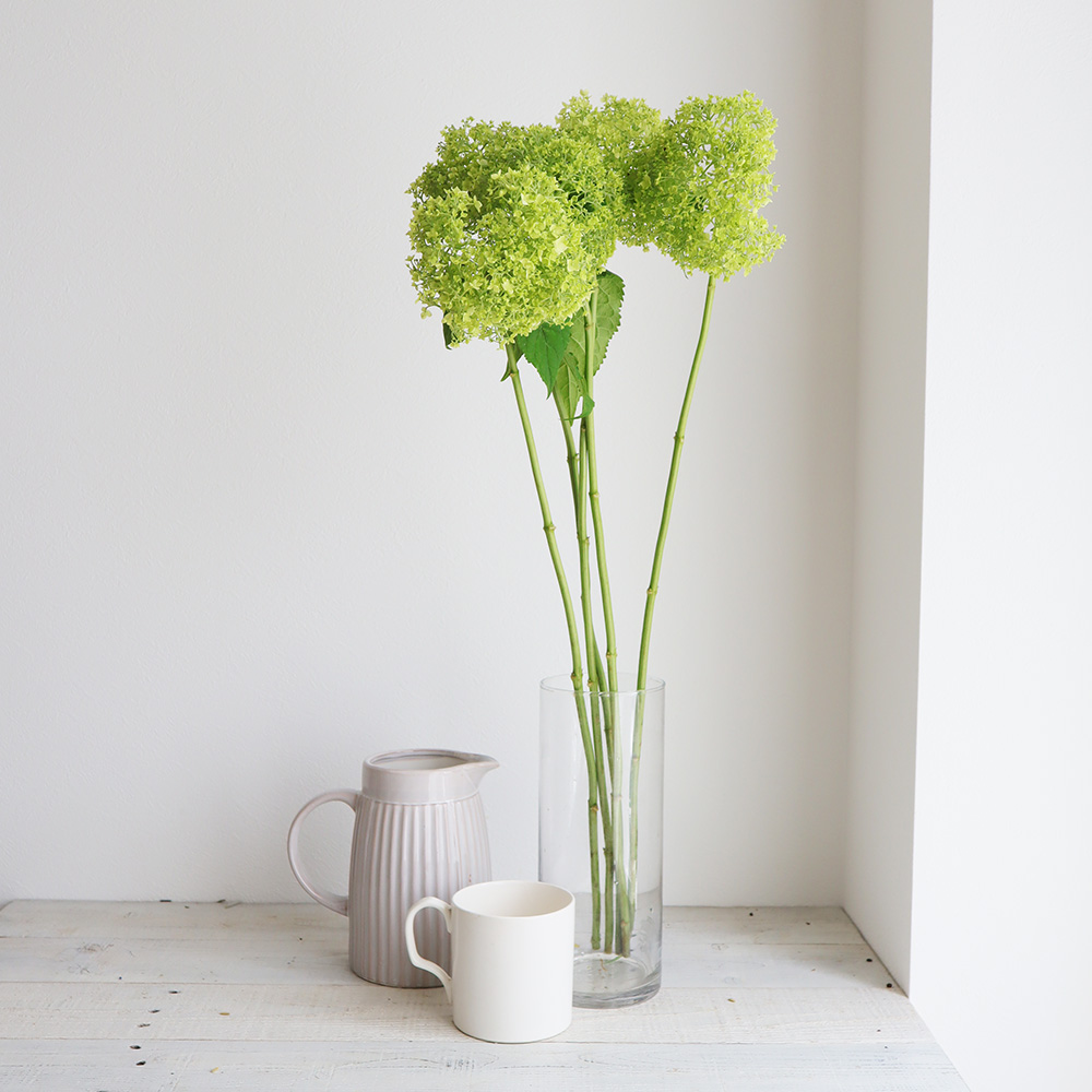 直前 アジサイ グリーンアナベル フレッシュ 50cm 生花 通販 はなどんやアソシエ 直前 アジサイ グリーンアナベル フレッシュ 50cm 生花 通販 はなどんやアソシエ