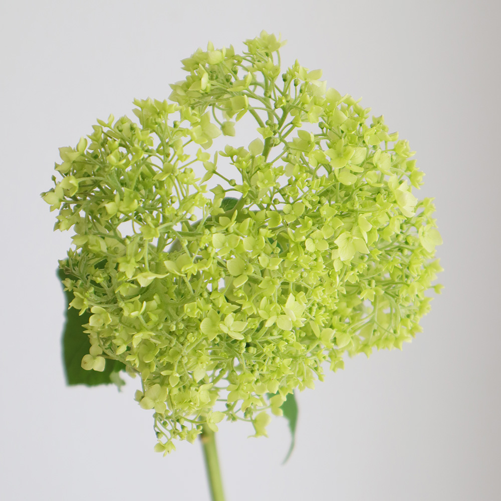 直前 アジサイ グリーンアナベル フレッシュ 通販 はなどんやアソシエ 直前 アジサイ グリーンアナベル フレッシュ 通販 はなどんやアソシエ