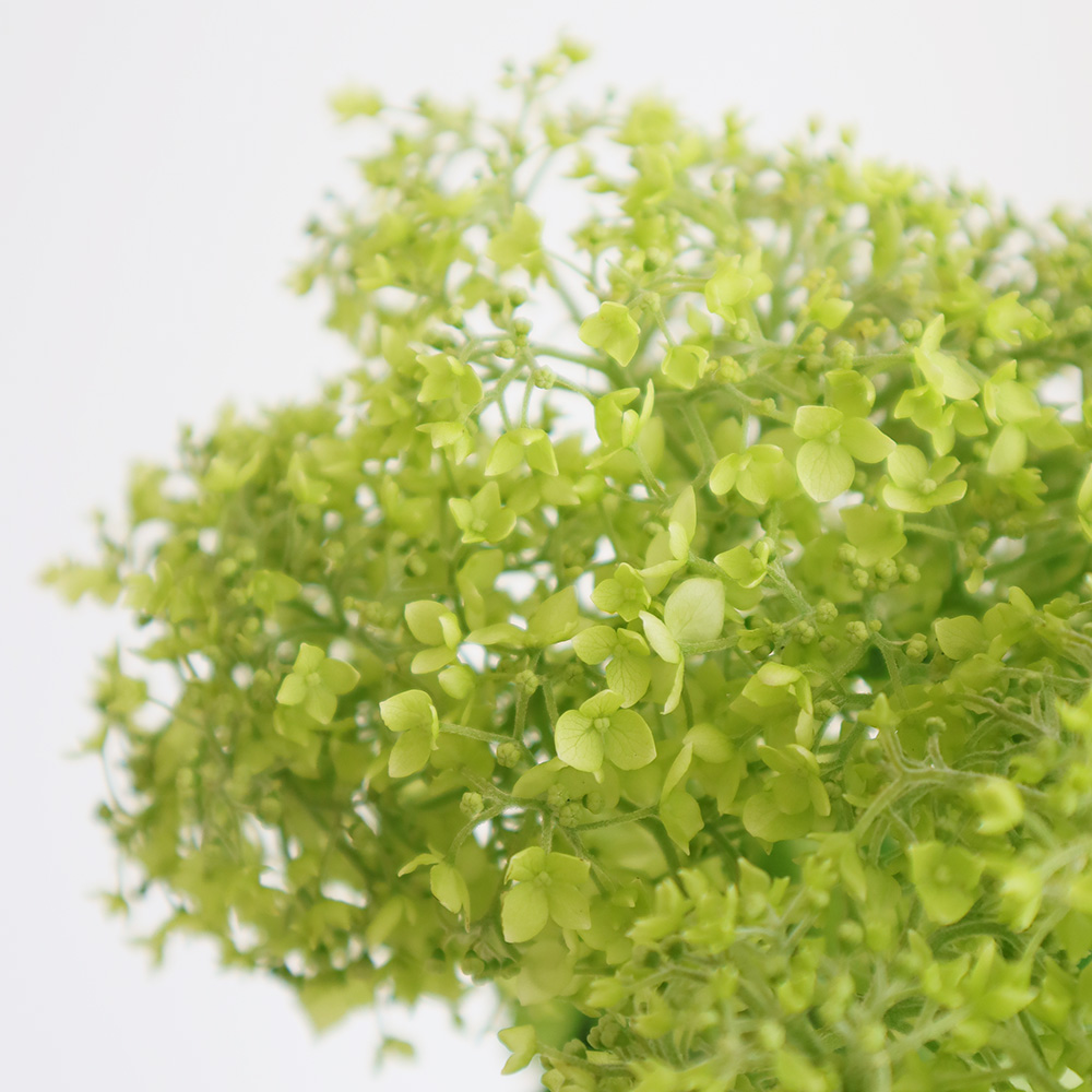 直前 アジサイ グリーンアナベル フレッシュ 50cm 生花 通販 はなどんやアソシエ 直前 アジサイ グリーンアナベル フレッシュ 50cm 生花 通販 はなどんやアソシエ