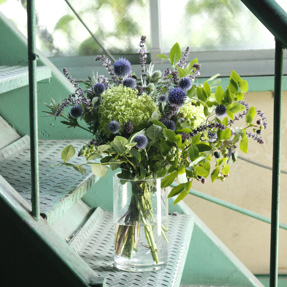 直前 アジサイ グリーンアナベル フレッシュ 50cm 生花 通販 はなどんやアソシエ 直前 アジサイ グリーンアナベル フレッシュ 50cm 生花 通販 はなどんやアソシエ