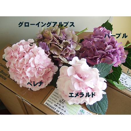 生花】青木園芸さんのアジサイ エメラルド・フレッシュ(ピンク) - 花材