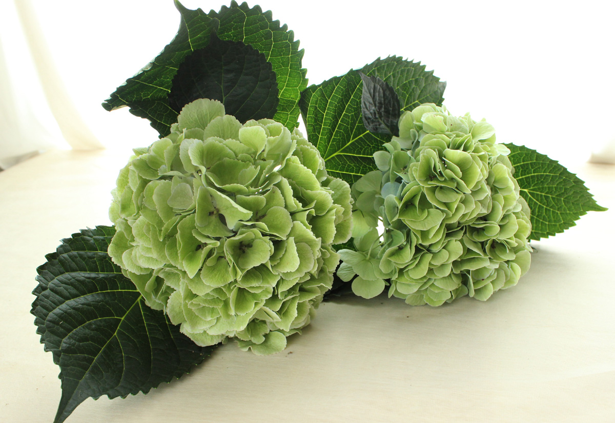 生花 青木園芸さんのアジサイ クリアグリーン 中サイズ アンティーク G 004 通販 はなどんやアソシエ 生花 青木園芸さんのアジサイ クリアグリーン 中サイズ アンティーク G 004 通販 はなどんやアソシエ