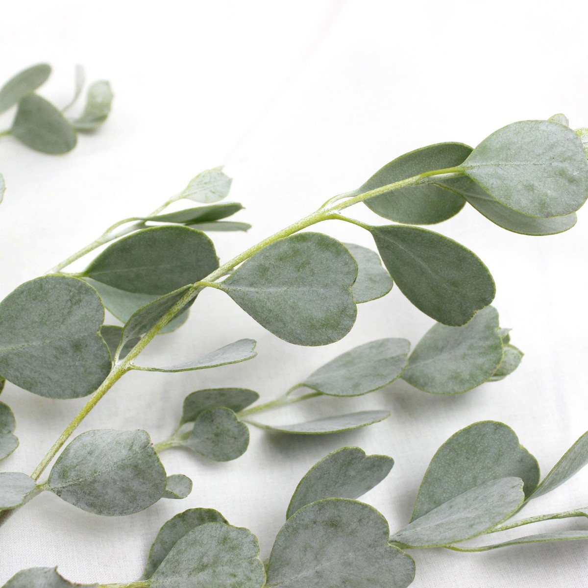 直前 ハートユーカリ 中庄農園 生花 通販 はなどんやアソシエ 直前 ハートユーカリ 中庄農園 生花 通販 はなどんやアソシエ