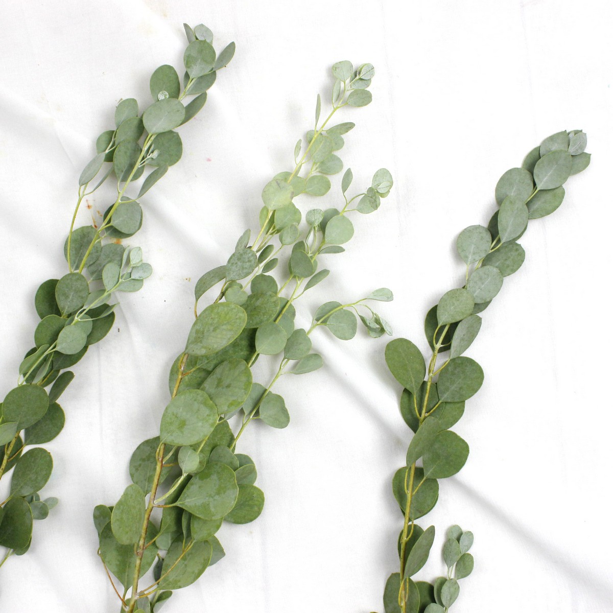 直前 ハートユーカリ 中庄農園 生花 通販 はなどんやアソシエ 直前 ハートユーカリ 中庄農園 生花 通販 はなどんやアソシエ