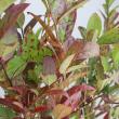 【生花】紅葉リョウブ　80CM程度【OT】常陸大宮ほか