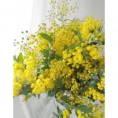 ご予約終了致しました　✾ミモザアカシア　生花✾ 　箱サイズ（３辺合計）140cm 生花】ミモザアカシア(50cm) - 花材通販はなどんやアソシエ