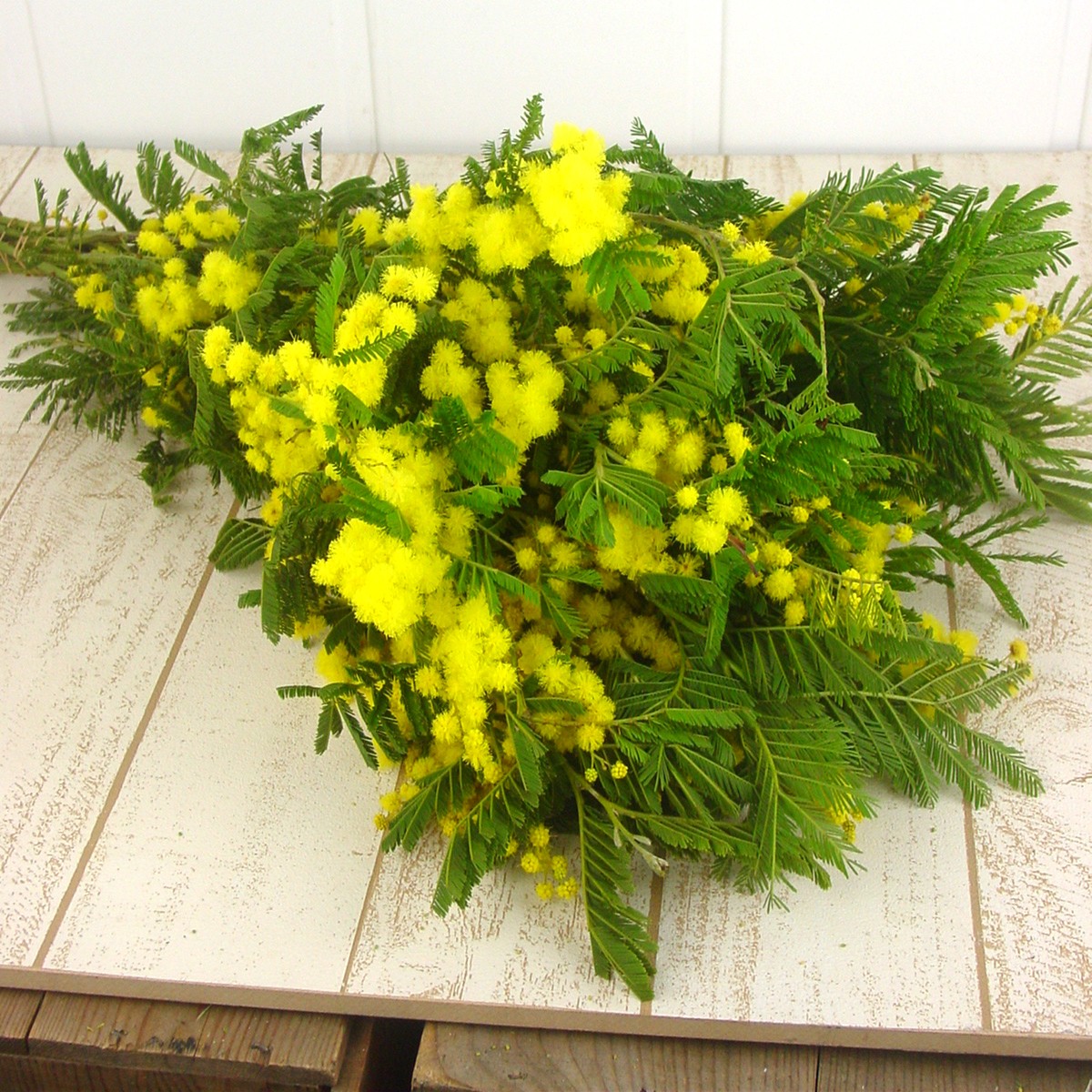 生花 ミモザアカシア 50cm 通販 はなどんやアソシエ 生花 ミモザアカシア 50cm 通販 はなどんやアソシエ