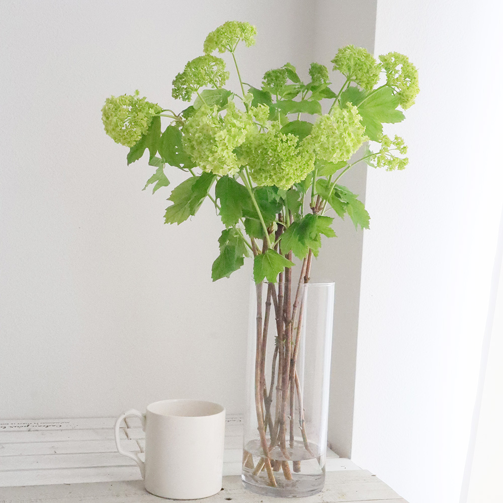 生花 国産ビバーナムスノーボール 1ヘッド50cm程度 熊谷園芸 Ot 通販 はなどんやアソシエ 生花 国産ビバーナムスノーボール 1ヘッド50cm程度 熊谷園芸 Ot 通販 はなどんやアソシエ