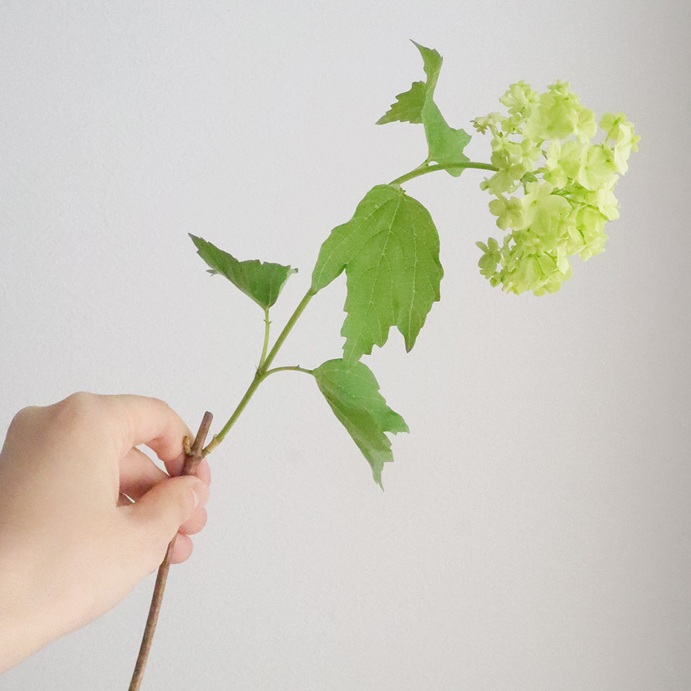 生花 国産ビバーナムスノーボール 1ヘッド50cm程度 熊谷園芸 Ot 通販 はなどんやアソシエ 生花 国産ビバーナムスノーボール 1ヘッド50cm程度 熊谷園芸 Ot 通販 はなどんやアソシエ
