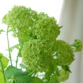 ※販売終了※【生花】国産ビバーナムスノーボール★国産ビバーナムフェア！★