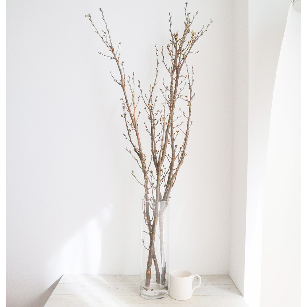 生花 啓翁桜 1m程度 山形県など Ot 通販 はなどんやアソシエ 生花 啓翁桜 1m程度 山形県など Ot 通販 はなどんやアソシエ