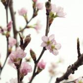 桜 産地直送 啓翁桜 Lサイズ ／山形 サンファームしらたかからお