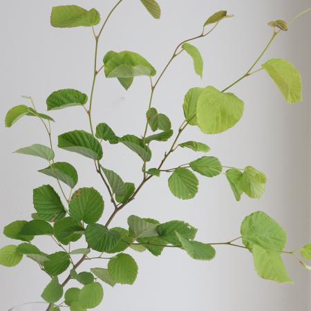 【08直前!!】土佐水木(葉付き枝もの)100CM程度　埼玉県【【生花】
