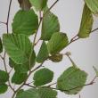 【生花】土佐水木(葉付き枝もの)100CM程度　埼玉県【【OT】