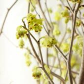 【直前!!!】土佐水木　ふくしま未来農協（束7本前後）【生花】