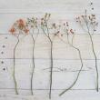 【生花】野ばらの実(つまみ)20-30cm程度　※実色時期により異なる【OT】
